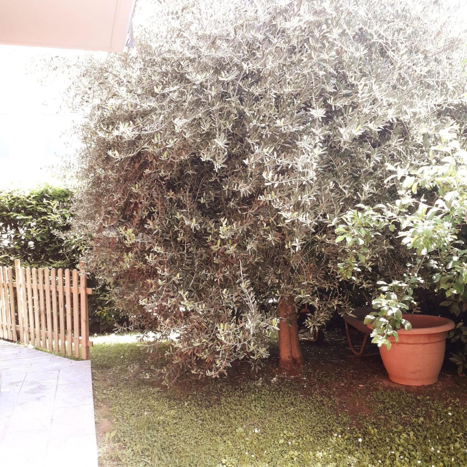 Bed and Breakfast Beb Ulivo Santa Giuletta Exterior foto